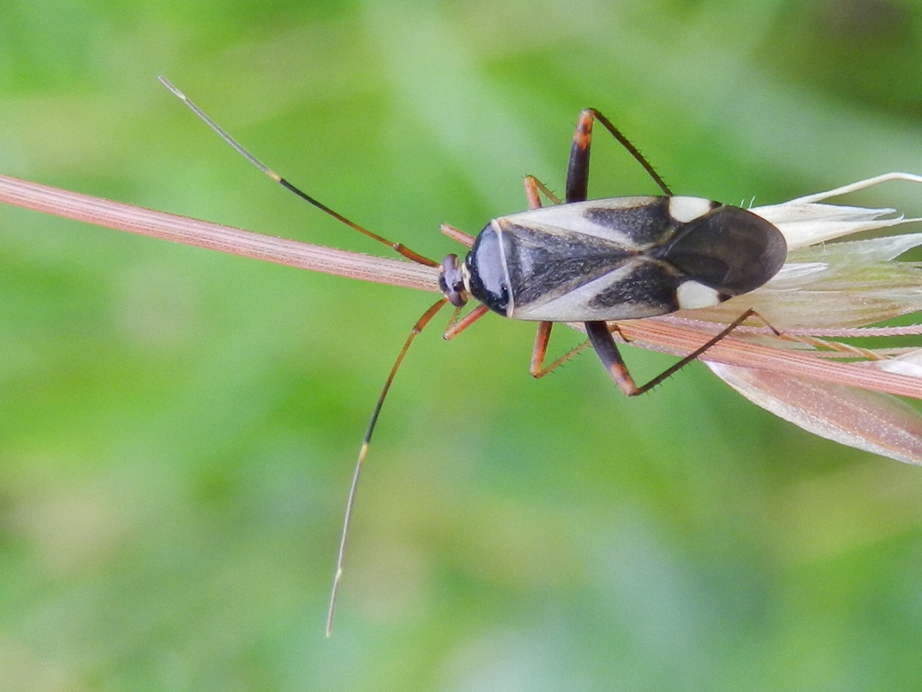 Miridae: Adelphocoris reicheli e A..lineolatus  di Varese